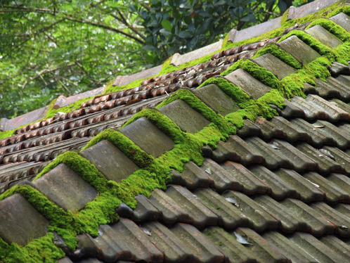 Démoussage de toiture dans la Haute-Garonne